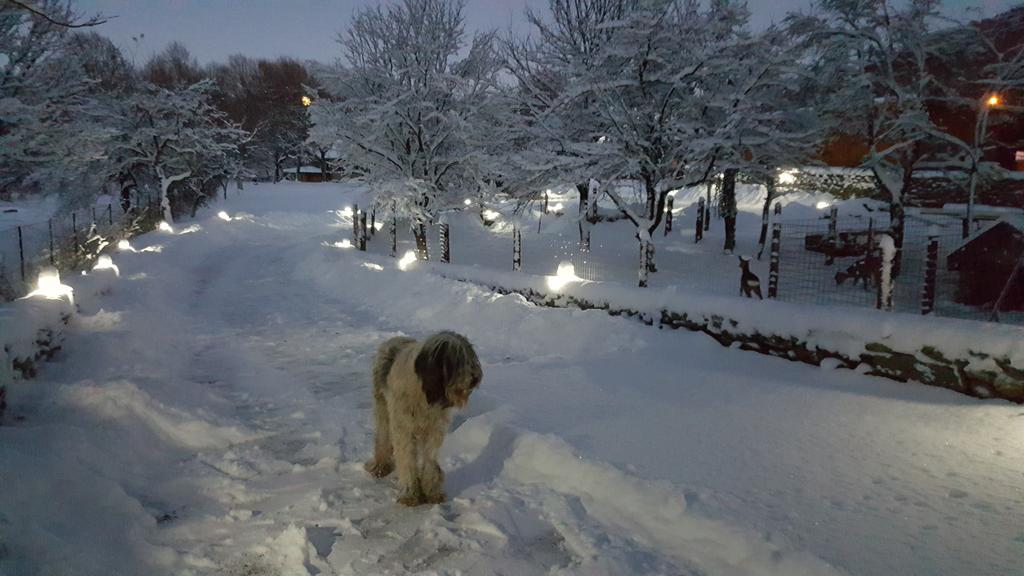 Casa Bunicului Villa Vistisoara Bagian luar foto